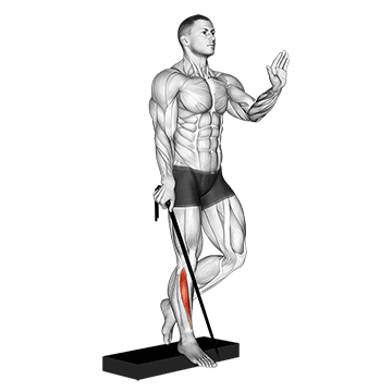 Band single leg reverse calf raise