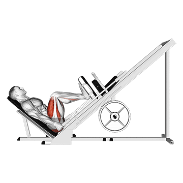 Sled 45┬░ Leg Press (Side POV)