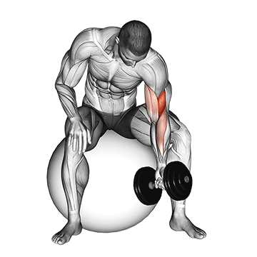 Dumbbell One Arm Concetration Curl (on stability ball)