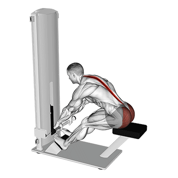 Lever Seated Good Morning