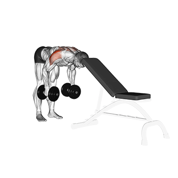 Dumbbell Rear Lateral Raise (support head)