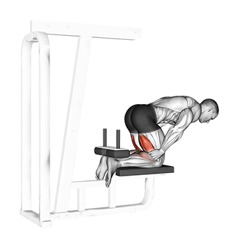 Inverse Leg Curl (bench support)
