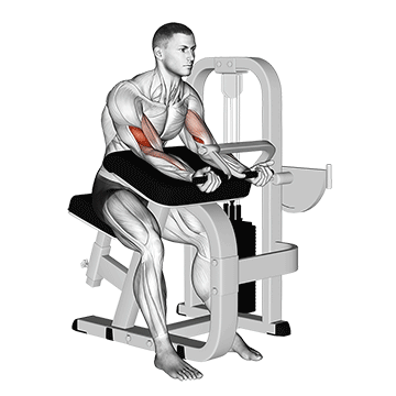 Lever Preacher Curl